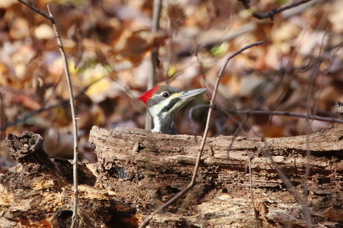 Pileated Woodpecker - ML39887841