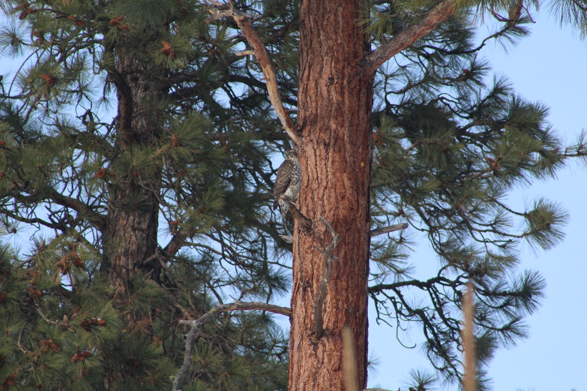 American Goshawk - Adrian Rouse