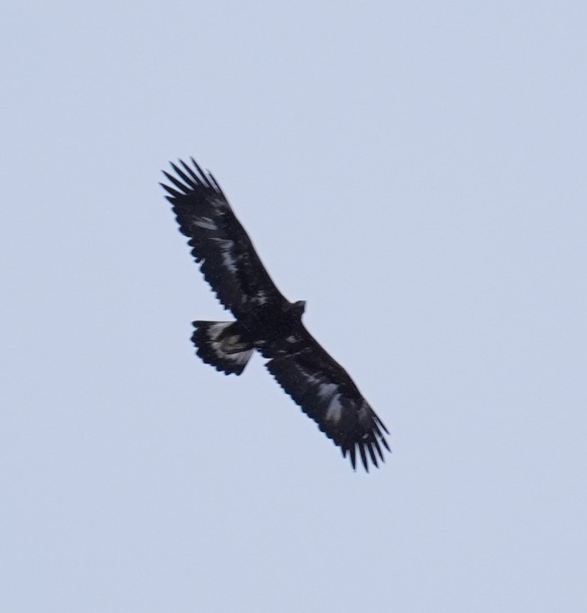 Golden Eagle - ML398880971