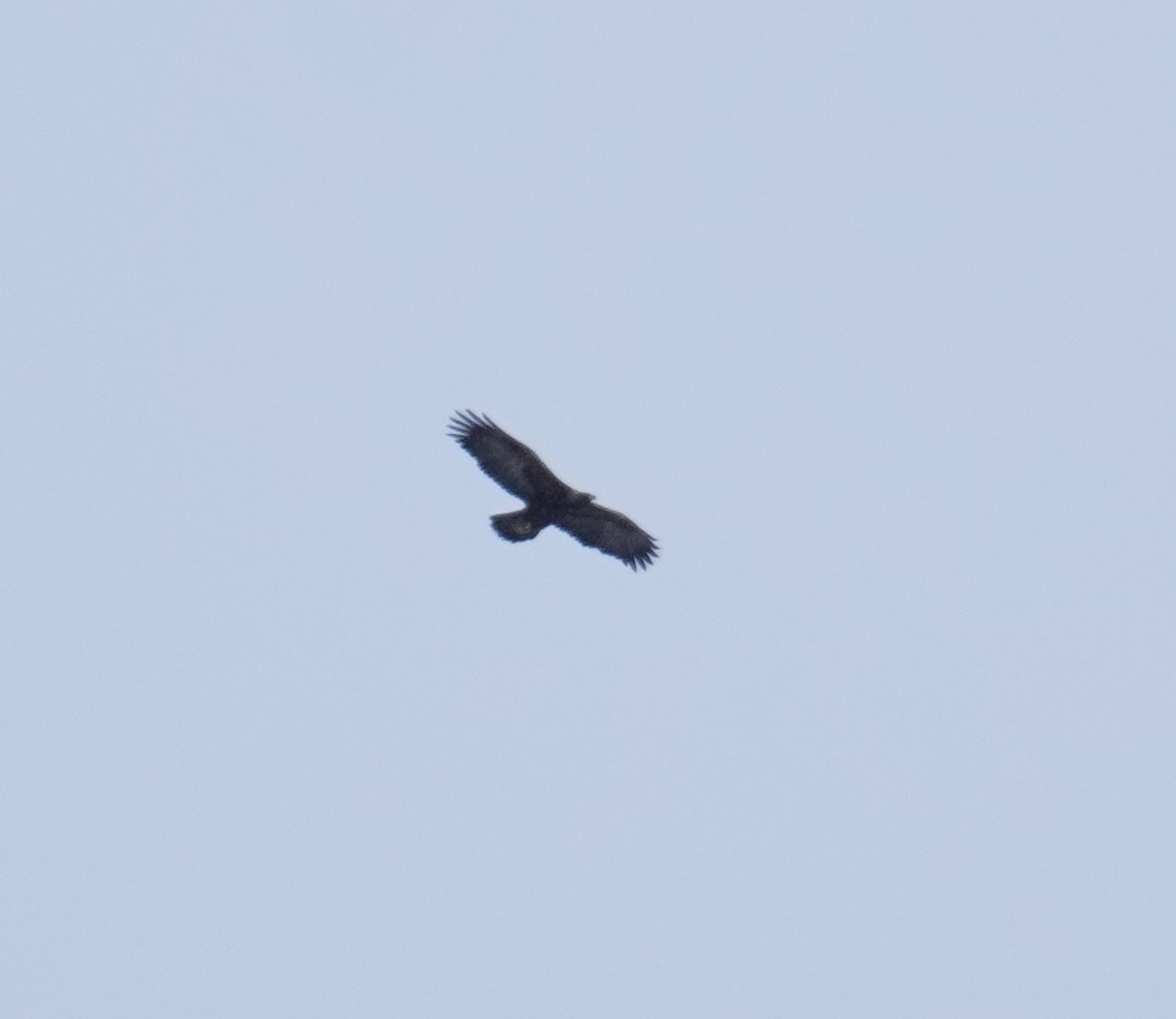 Golden Eagle - ML398880981