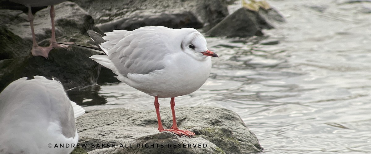 Mouette rieuse - ML398881021