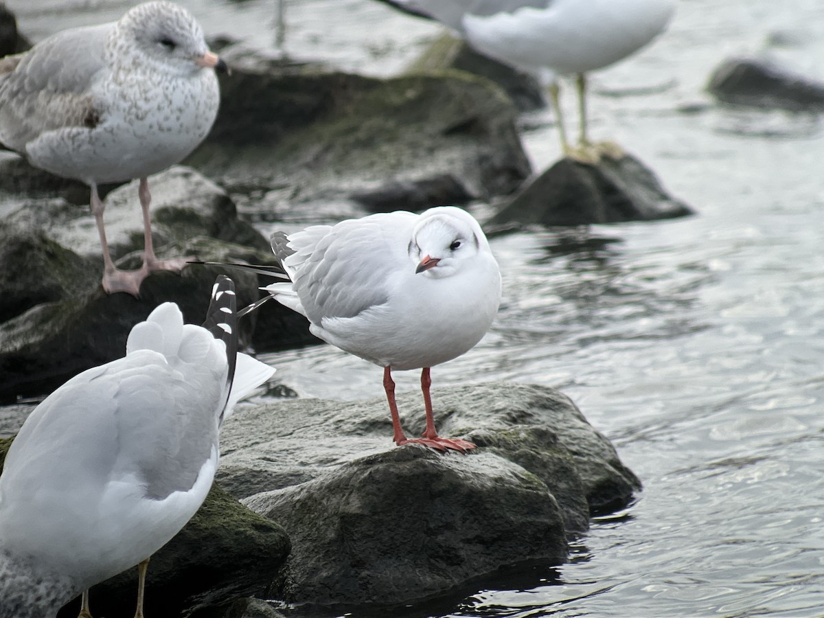 Black-headed Gull - ML398881061