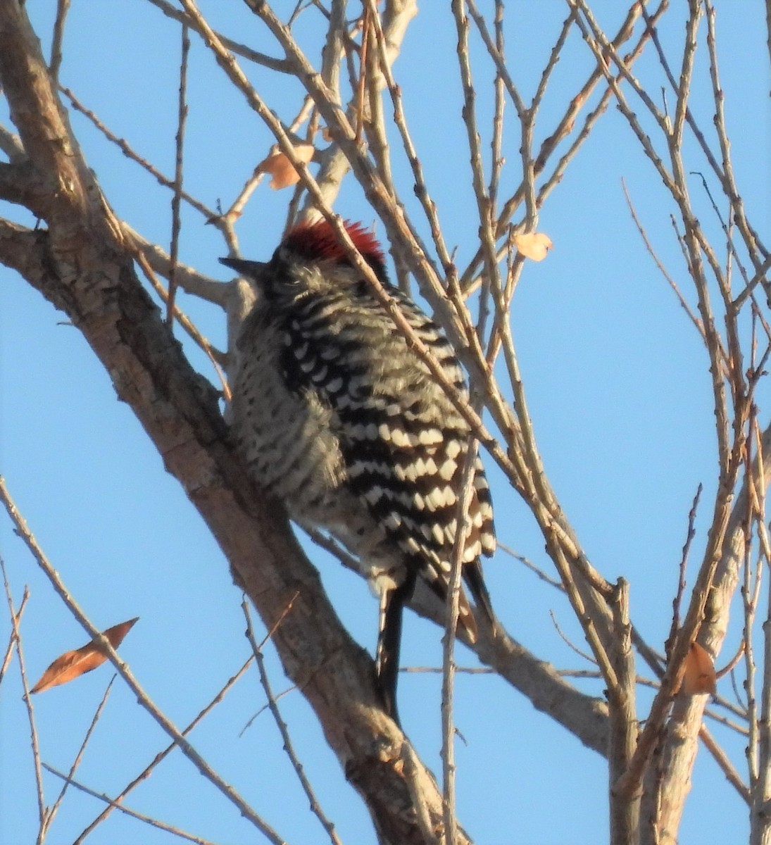 Ladder-backed Woodpecker - ML398881721