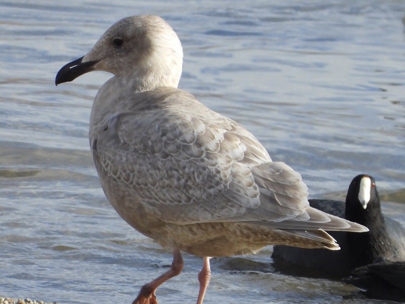 Glaucous-winged Gull - ML398882181