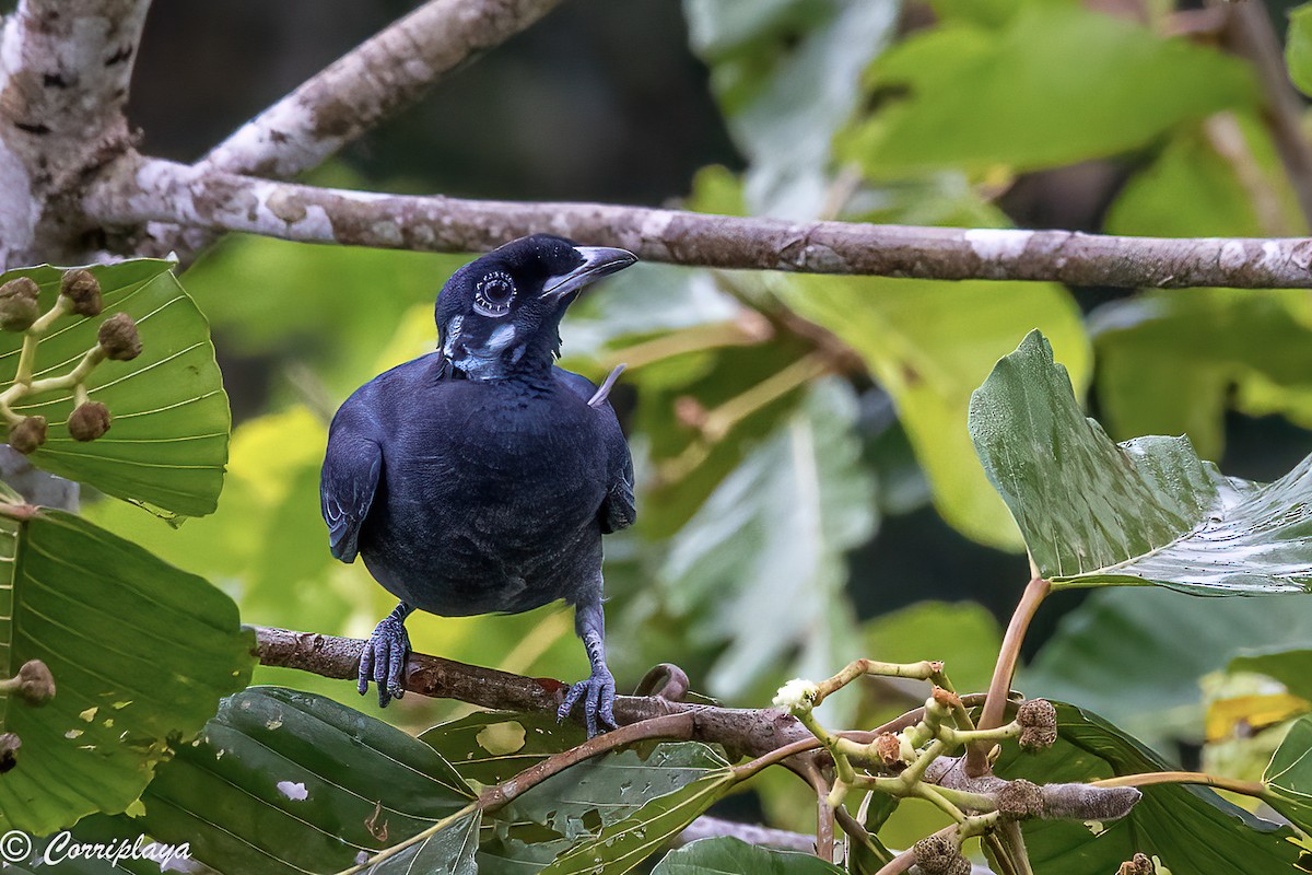 Bare-necked Fruitcrow - ML398882381