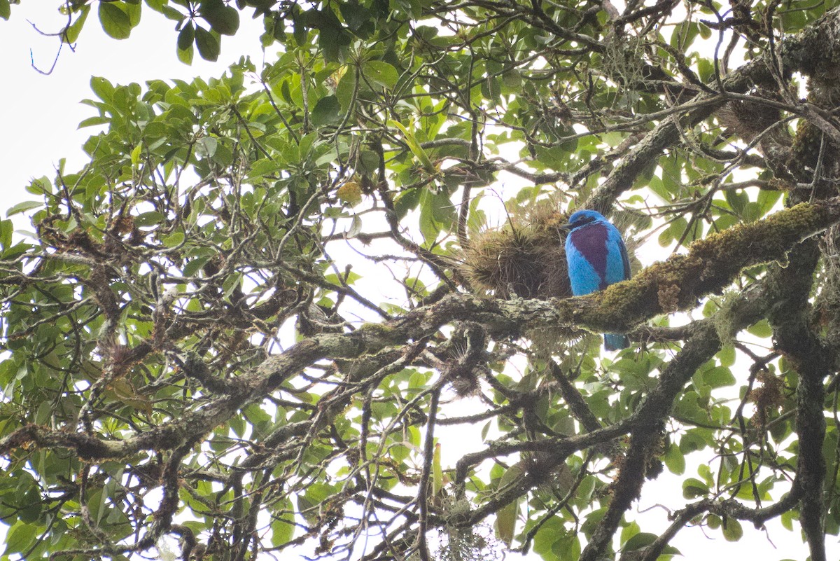 Cotinga céleste - ML398884011