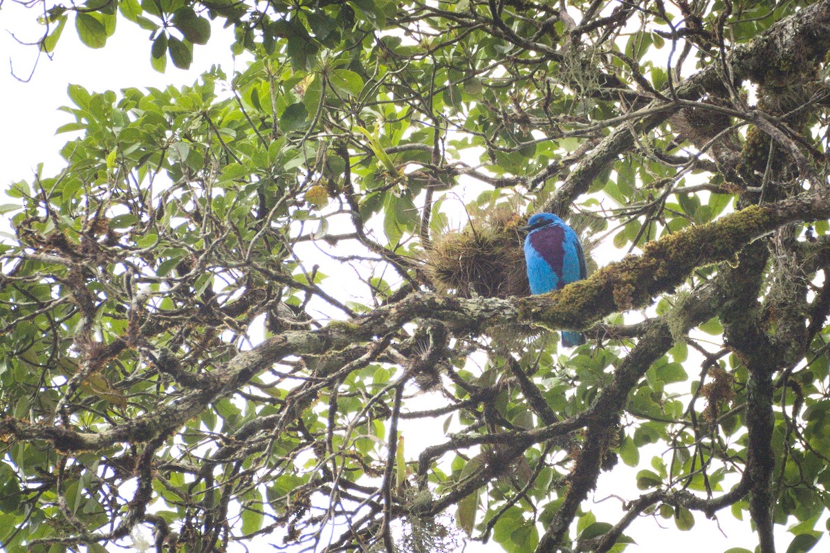 Lovely Cotinga - ML398884041