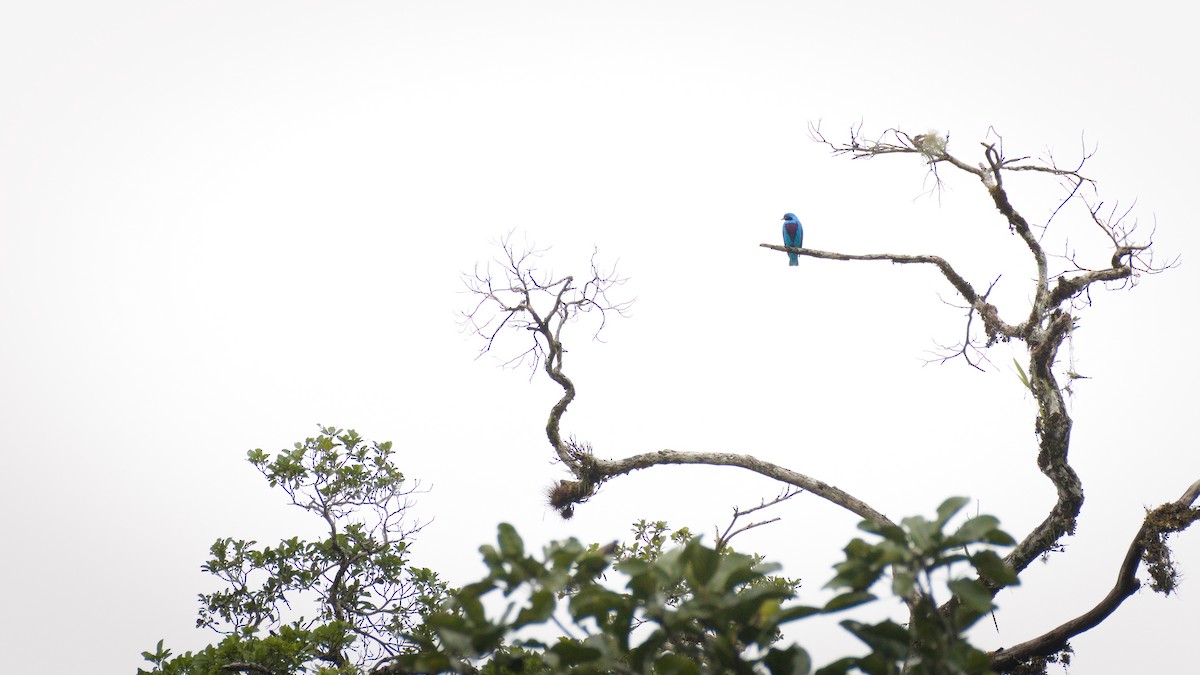 Lovely Cotinga - ML398884051