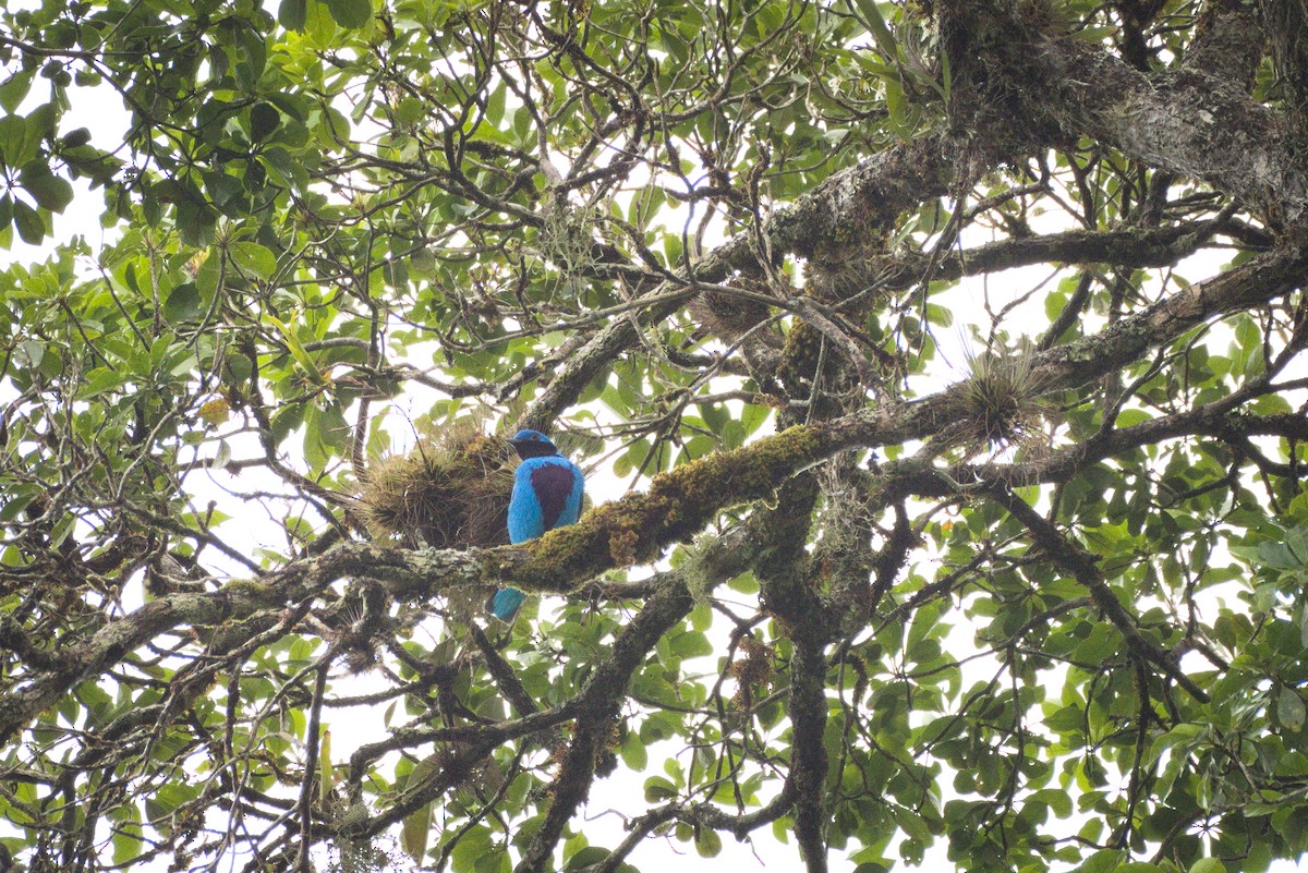 Lovely Cotinga - ML398884061