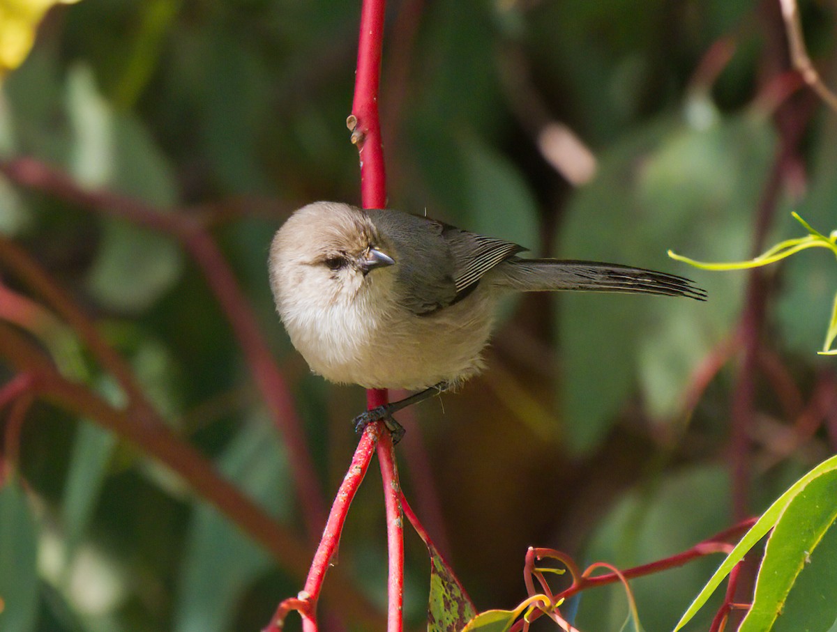 Bushtit - ML398884851