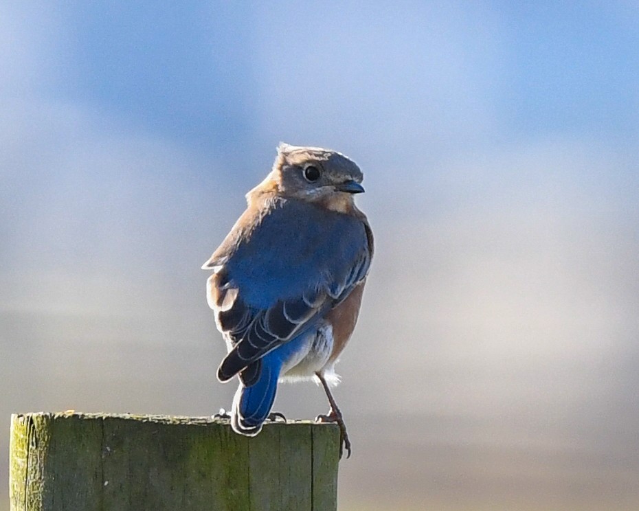 Eastern Bluebird - ML398885961