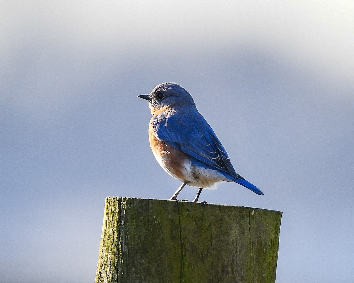 Eastern Bluebird - ML398885981