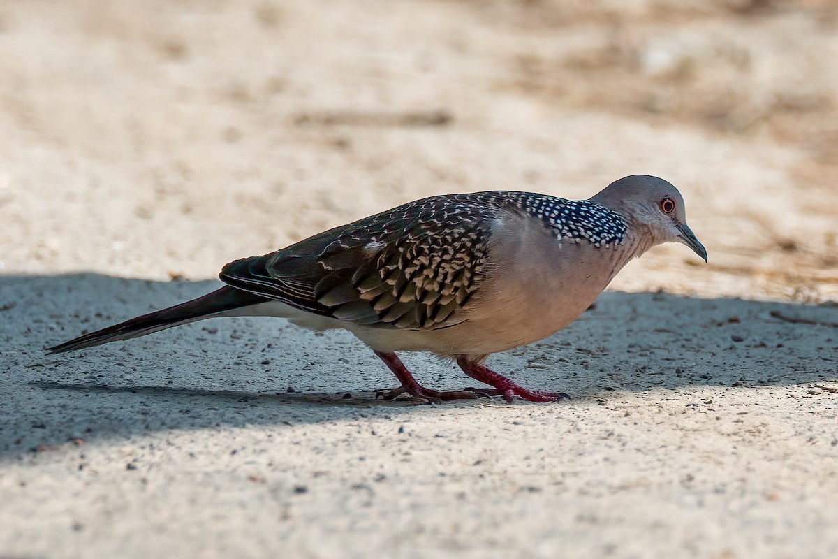 Spotted Dove - ML398888121