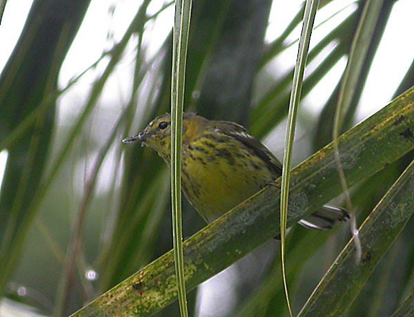 Cape May Warbler - ML398888941