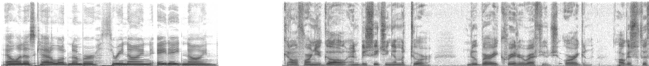 California Gull - ML39889