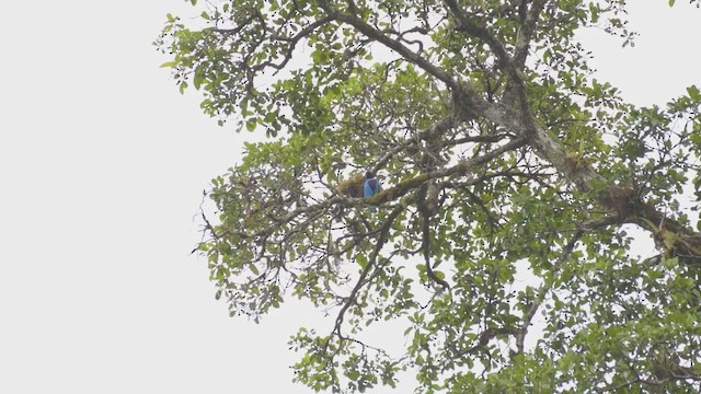 Cotinga Azulejo - ML398890691