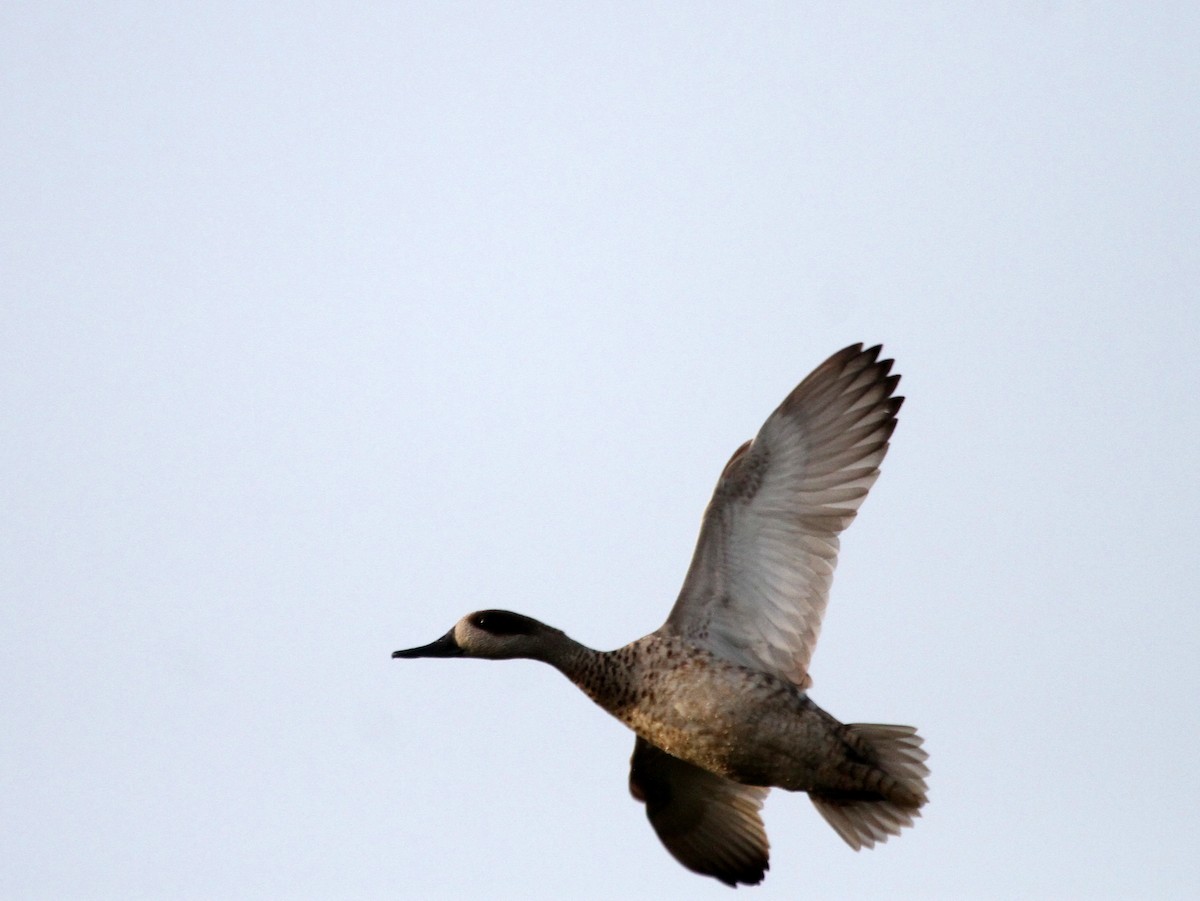 Marbled Duck - ML398891841