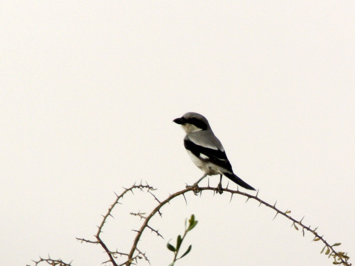 Great Gray Shrike - Paweł Malczyk