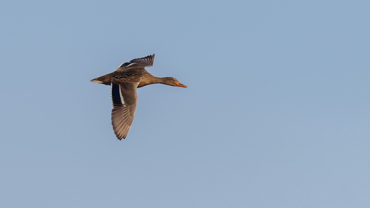 Canard colvert - ML398892421