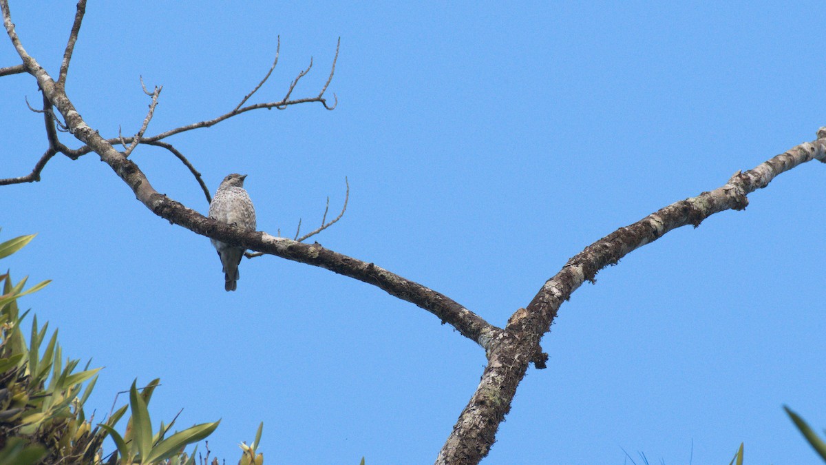 Cotinga céleste - ML398893871