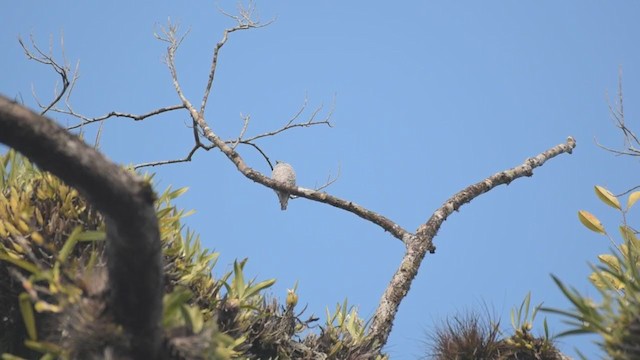 Cotinga céleste - ML398894631