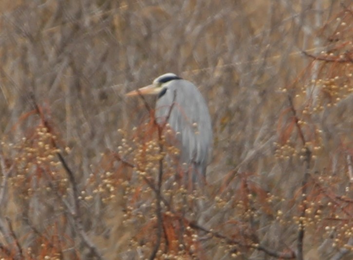 Gray Heron - יחזקאל רבינוביץ