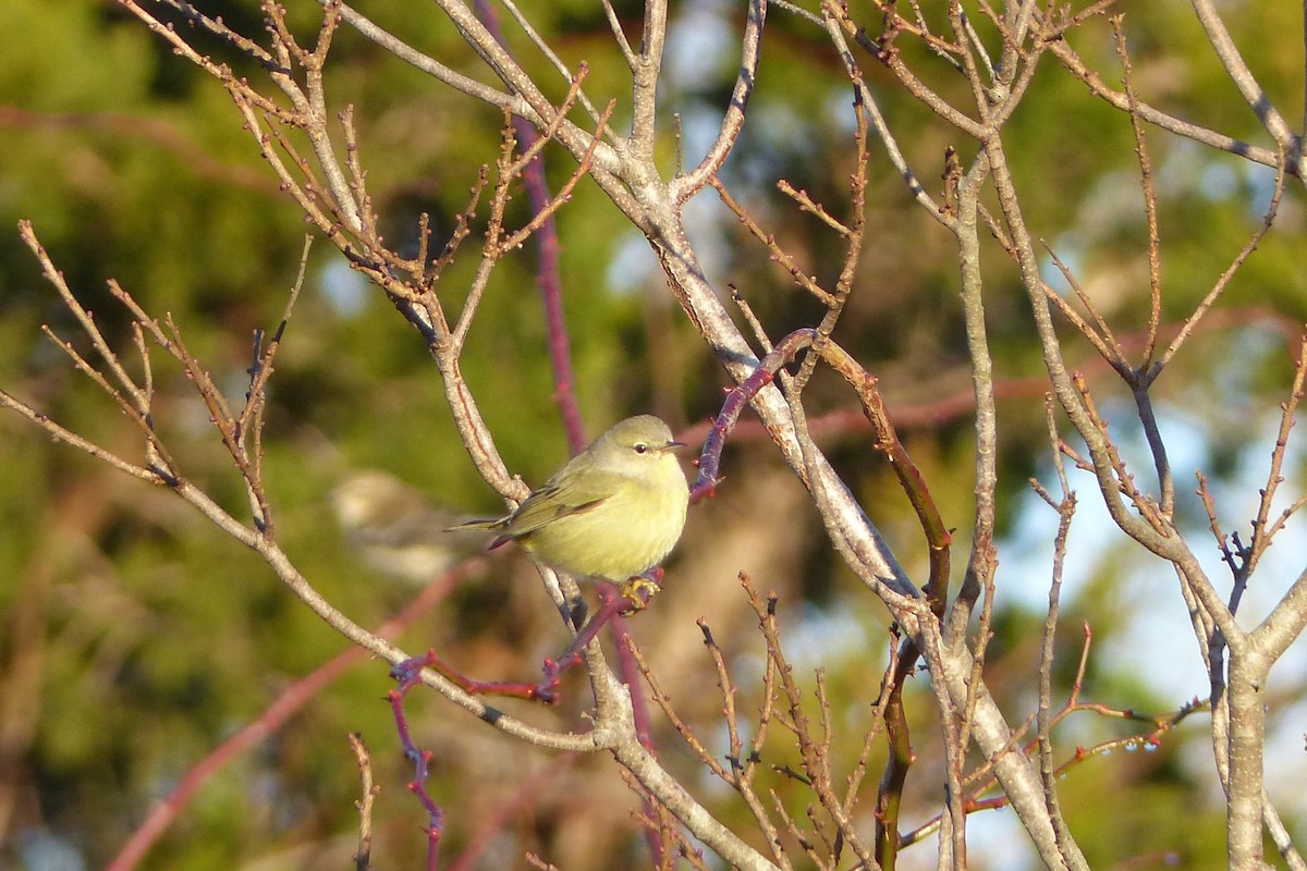 Orange-crowned Warbler - Shai Mitra