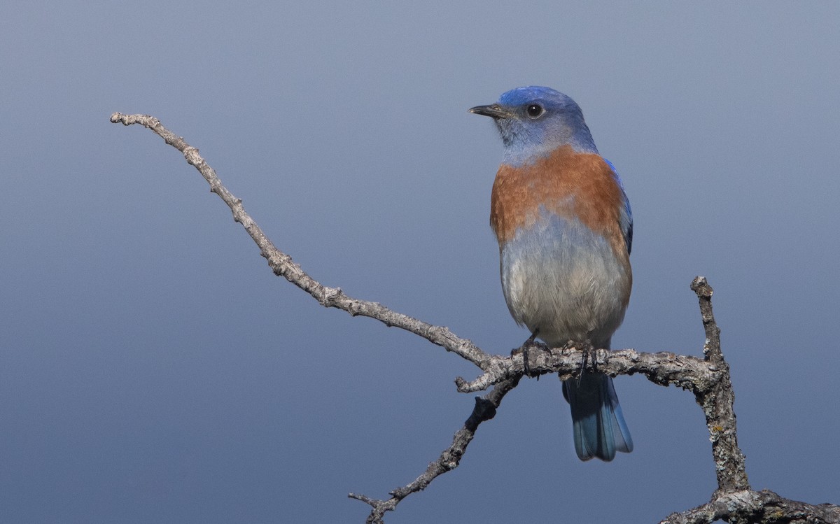 Western Bluebird - ML398895761