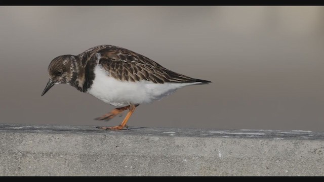 Ruddy Turnstone - ML398899301