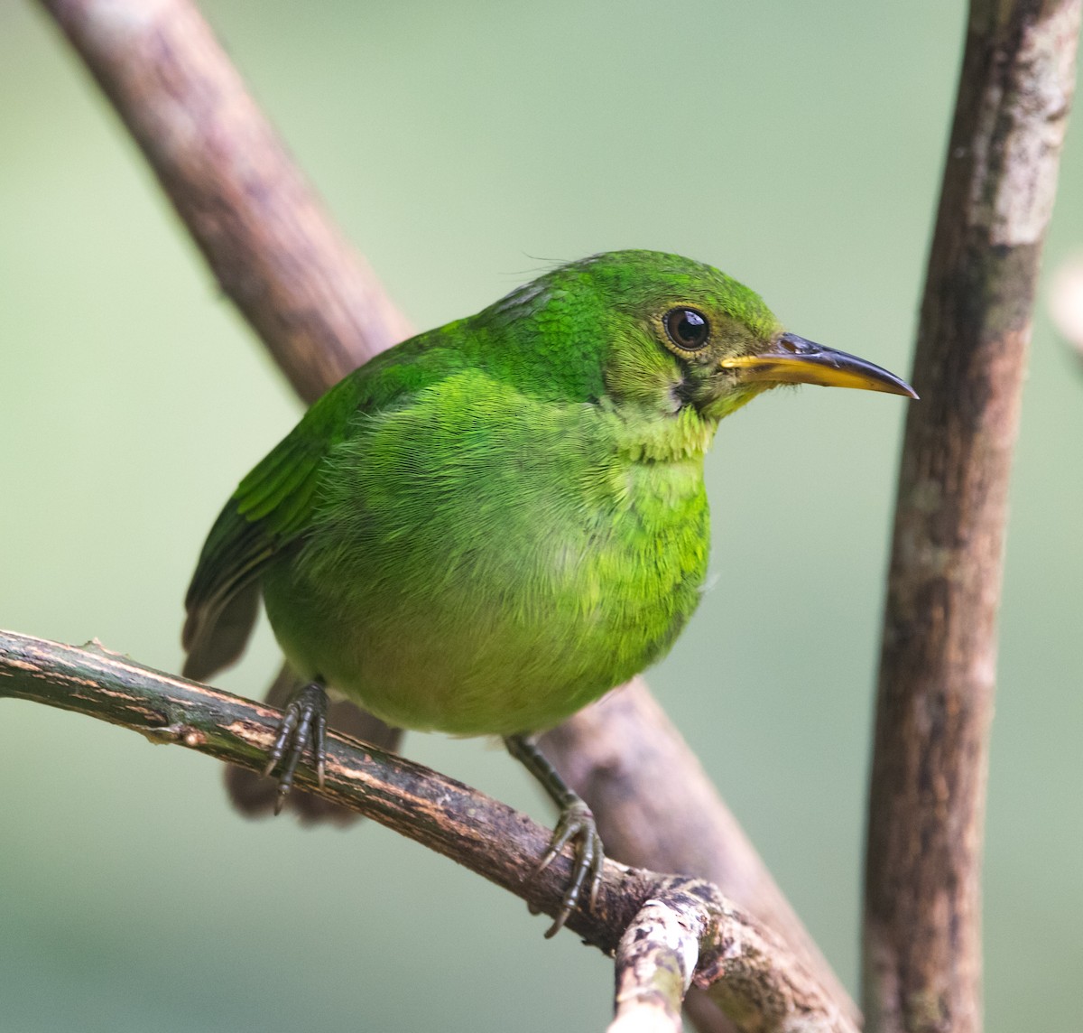 Green Honeycreeper - Isaias Morataya