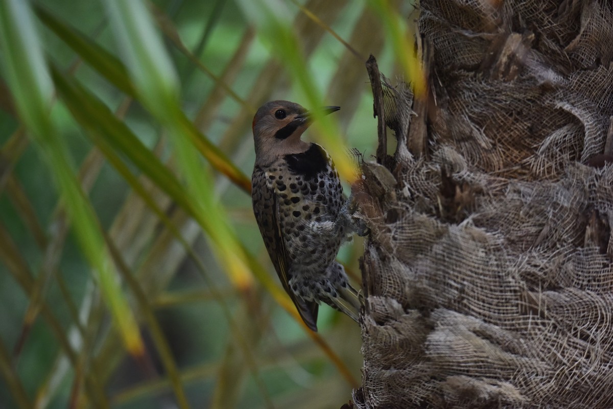 Northern Flicker (Grand Cayman I.) - ML398904641