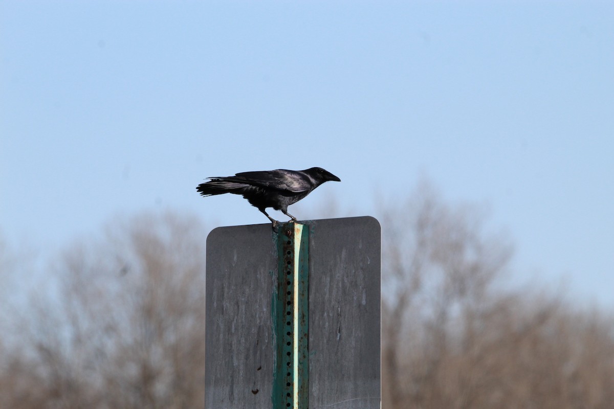 American Crow - ML398905411