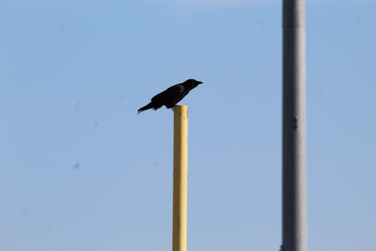 American Crow - ML398905581