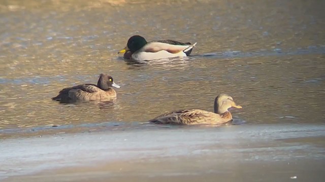 Tufted Duck - ML398905591