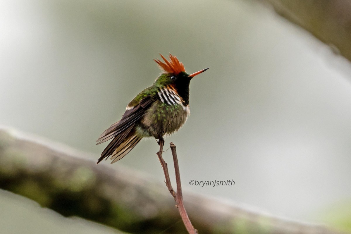 Frilled Coquette - Bryan  J. Smith