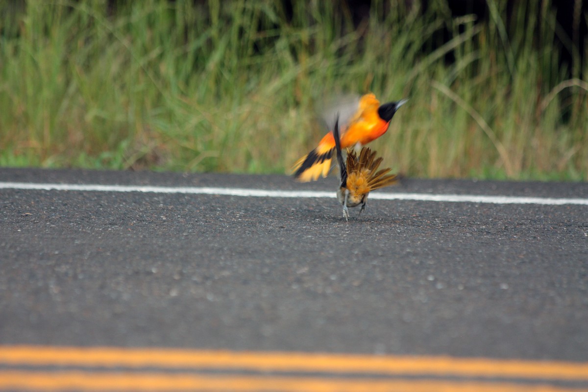 Baltimore Oriole - ML398907401