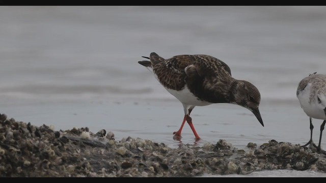 Ruddy Turnstone - ML398907421