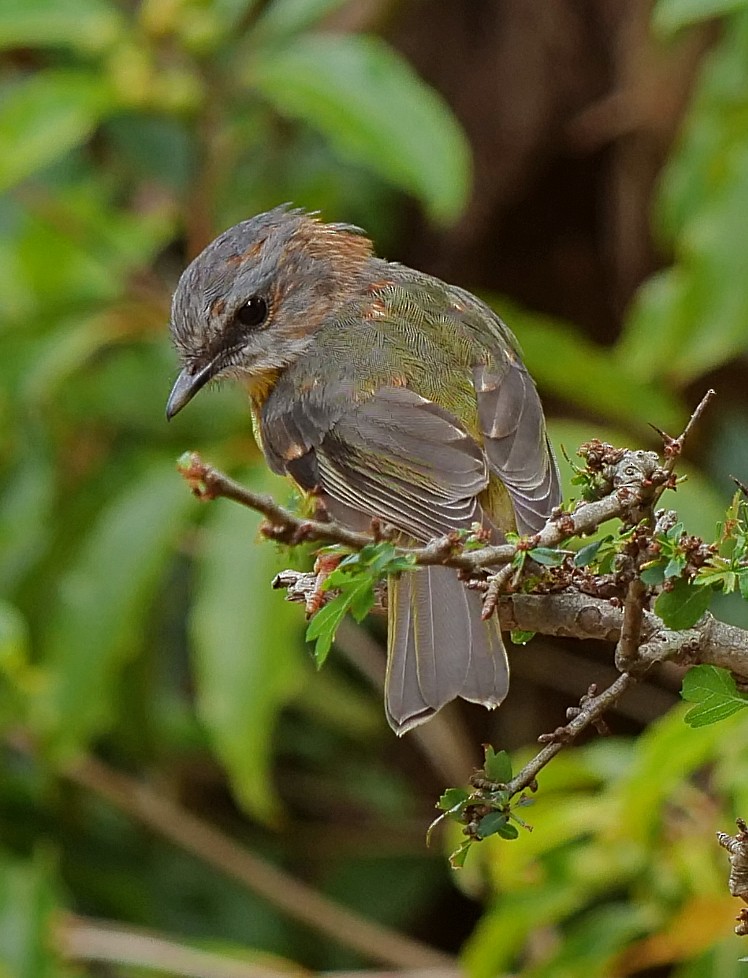 Eastern Yellow Robin - ML398908041