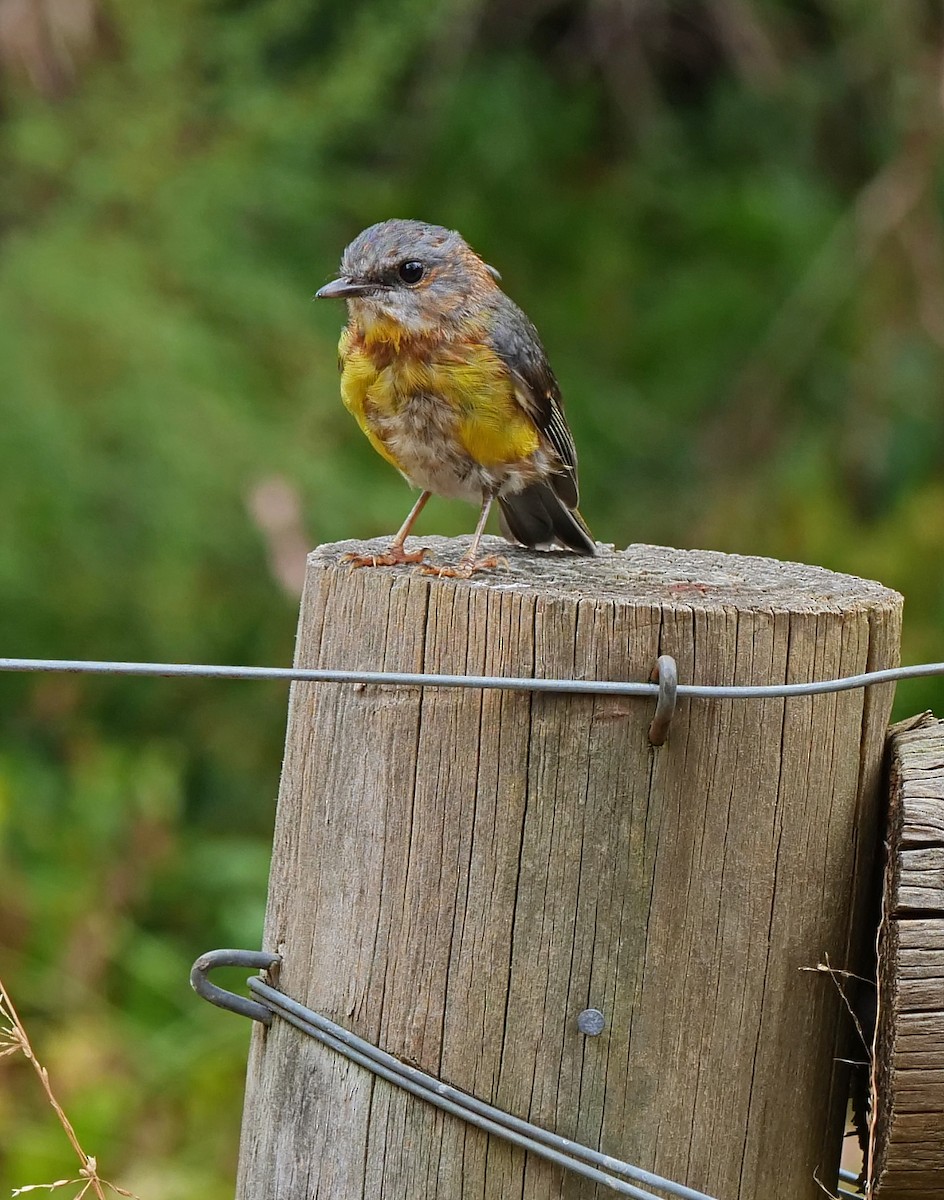 Eastern Yellow Robin - ML398908201