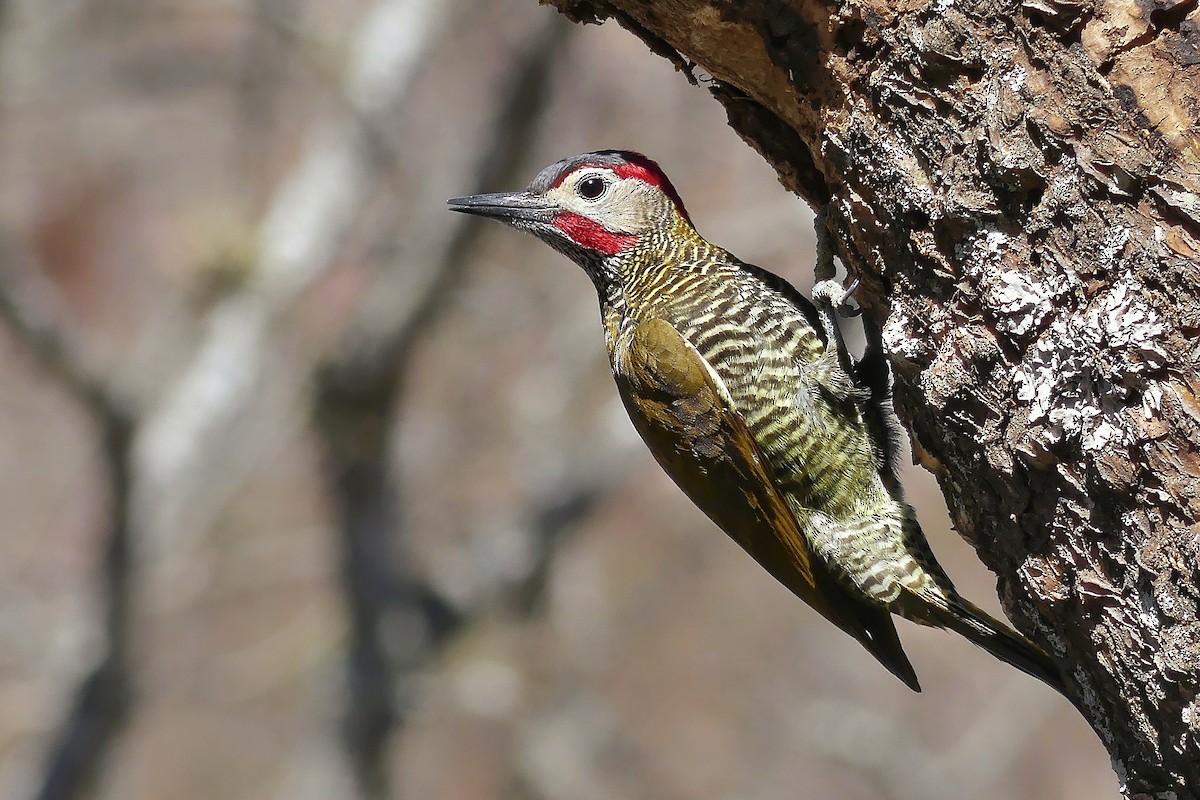 Golden-olive Woodpecker - ML398908281