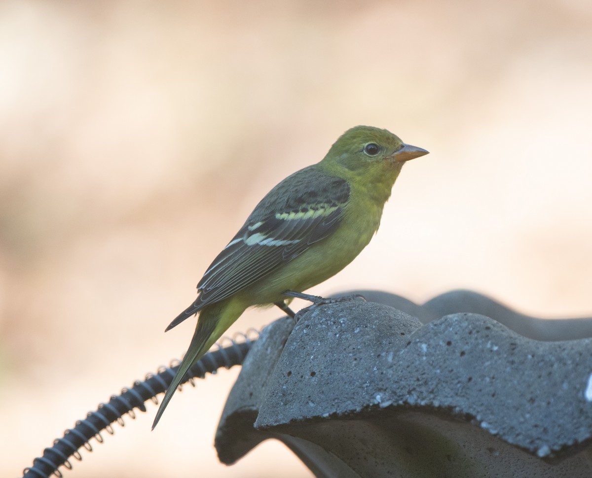 Western Tanager - Jeff Lemons