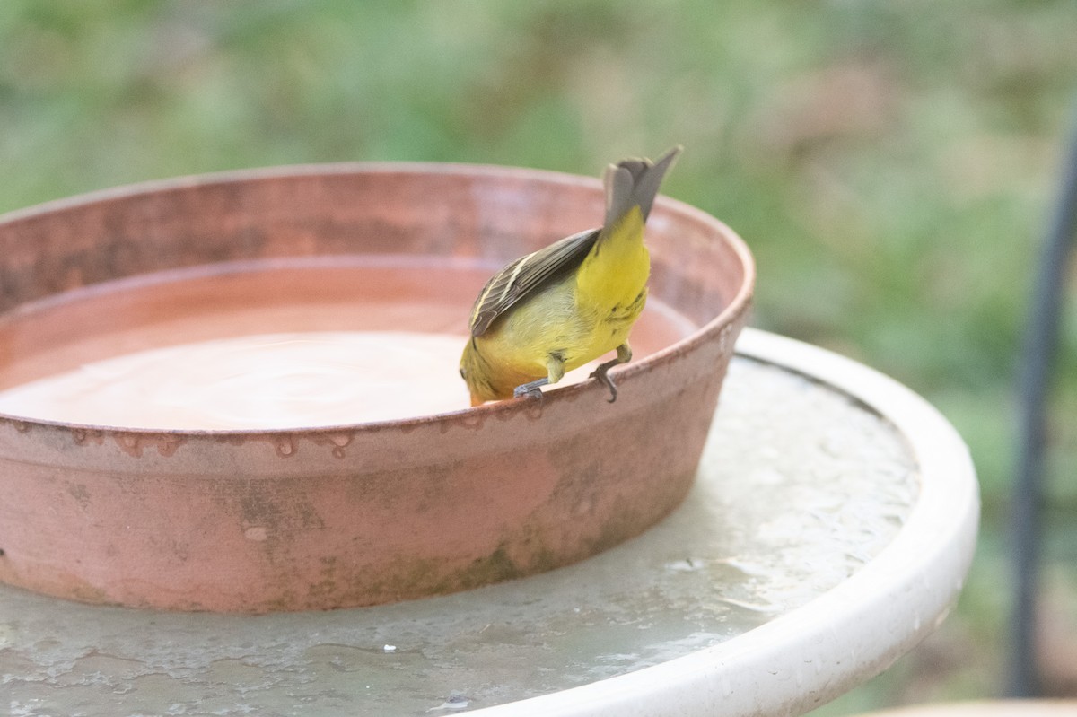 Western Tanager - ML398908731