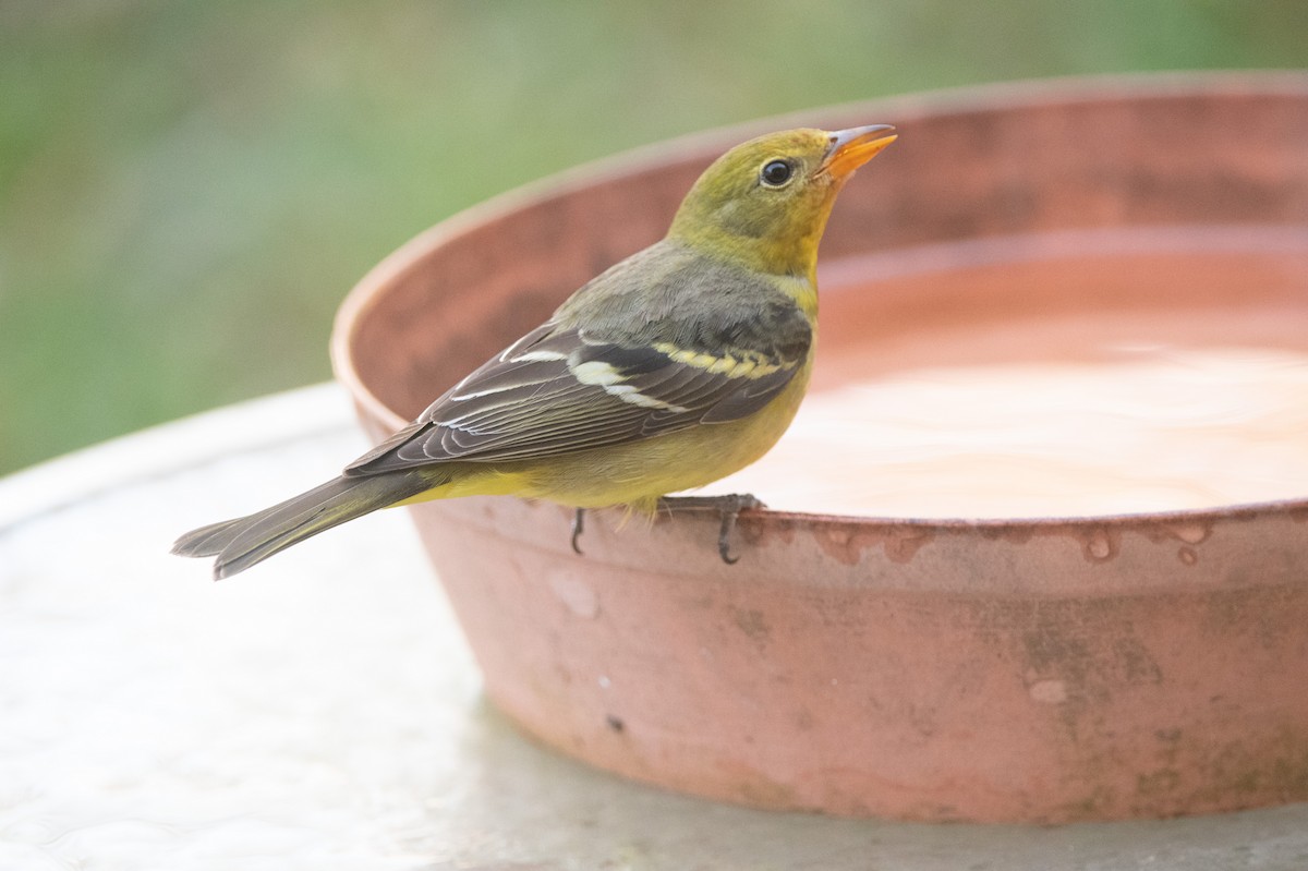 Western Tanager - Jeff Lemons