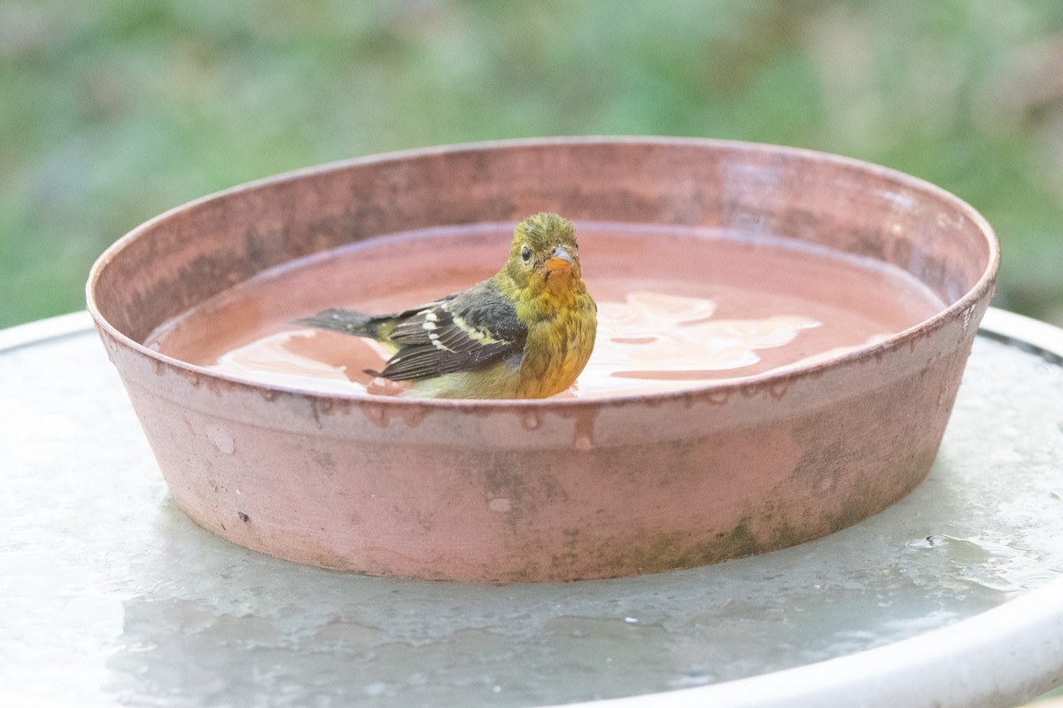 Western Tanager - ML398908751