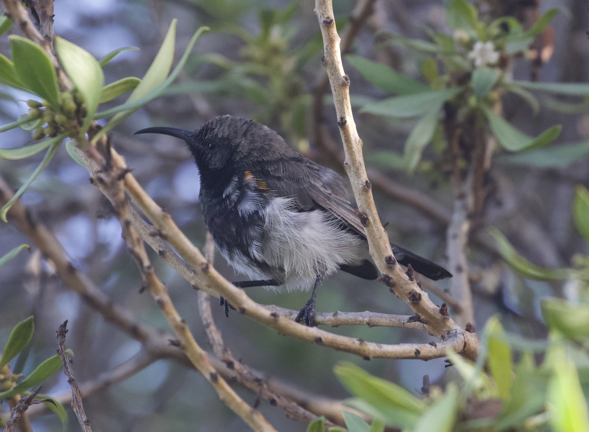 Rußnektarvogel - ML398909151