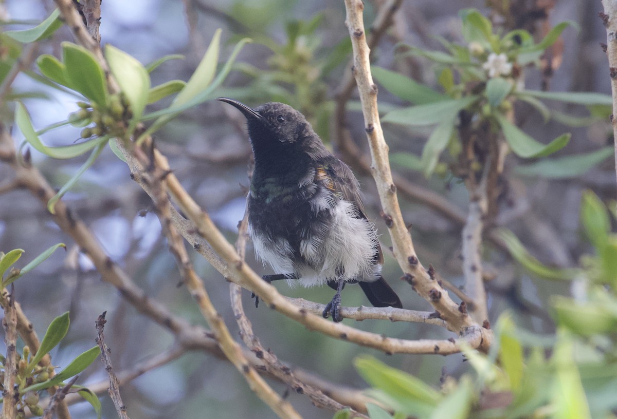 Dusky Sunbird - ML398909171