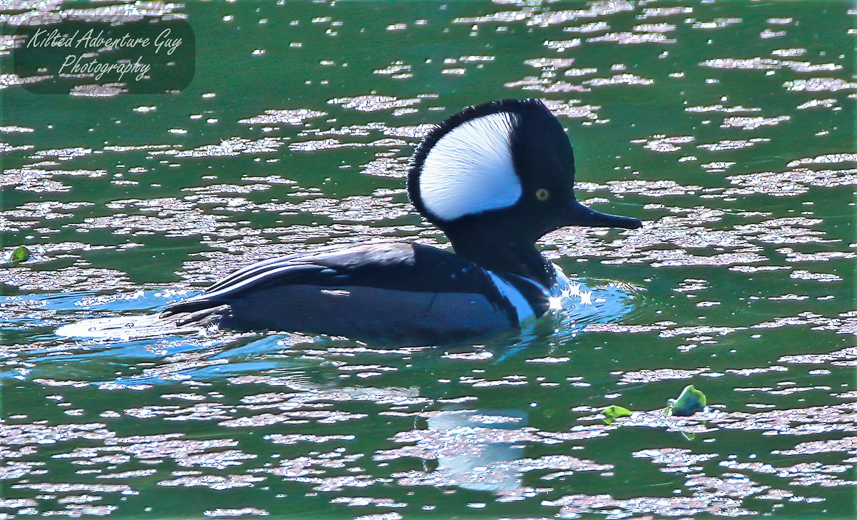 Hooded Merganser - Chad Bruce