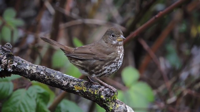 Fox Sparrow - ML398912051