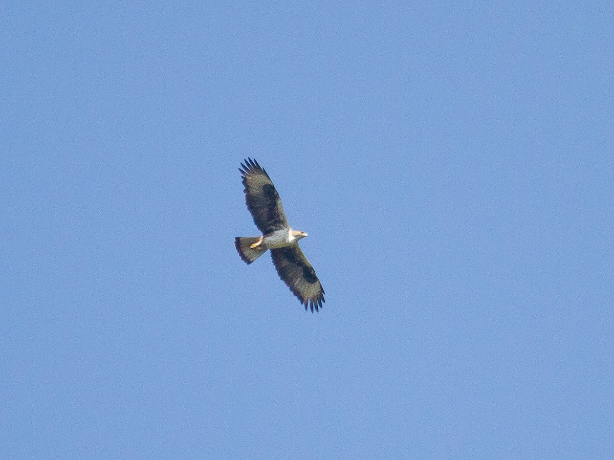 Águila Perdicera - ML398913301