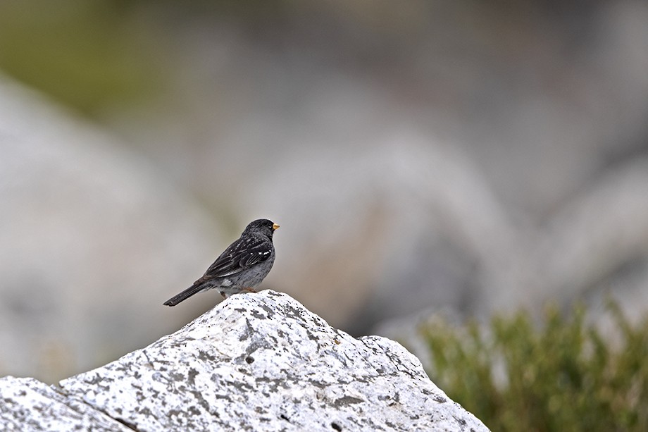 Mourning Sierra Finch - ML398914101